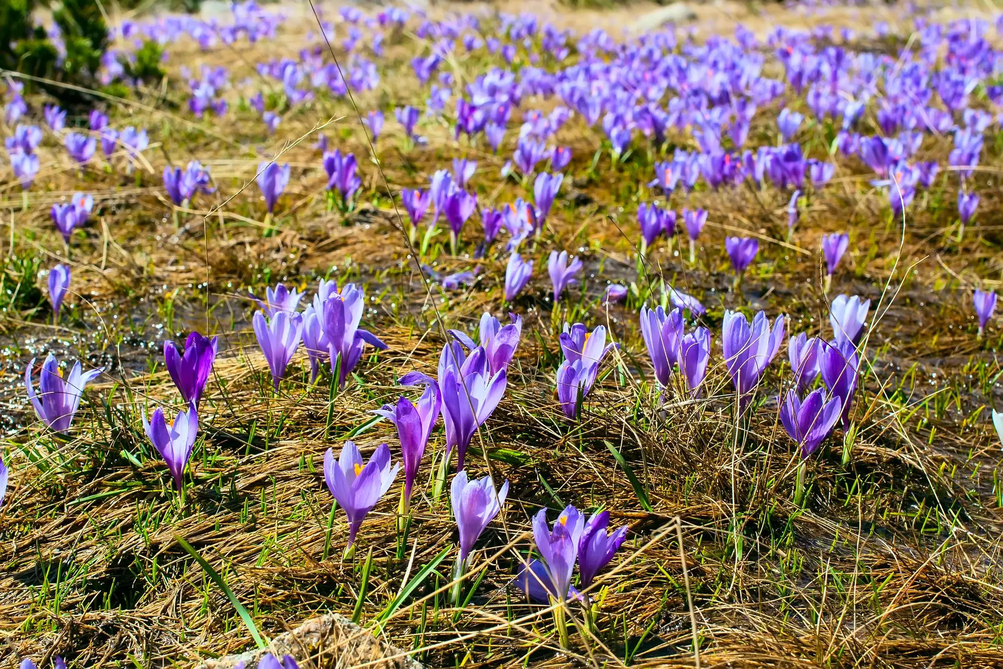 saffron benefits for brain