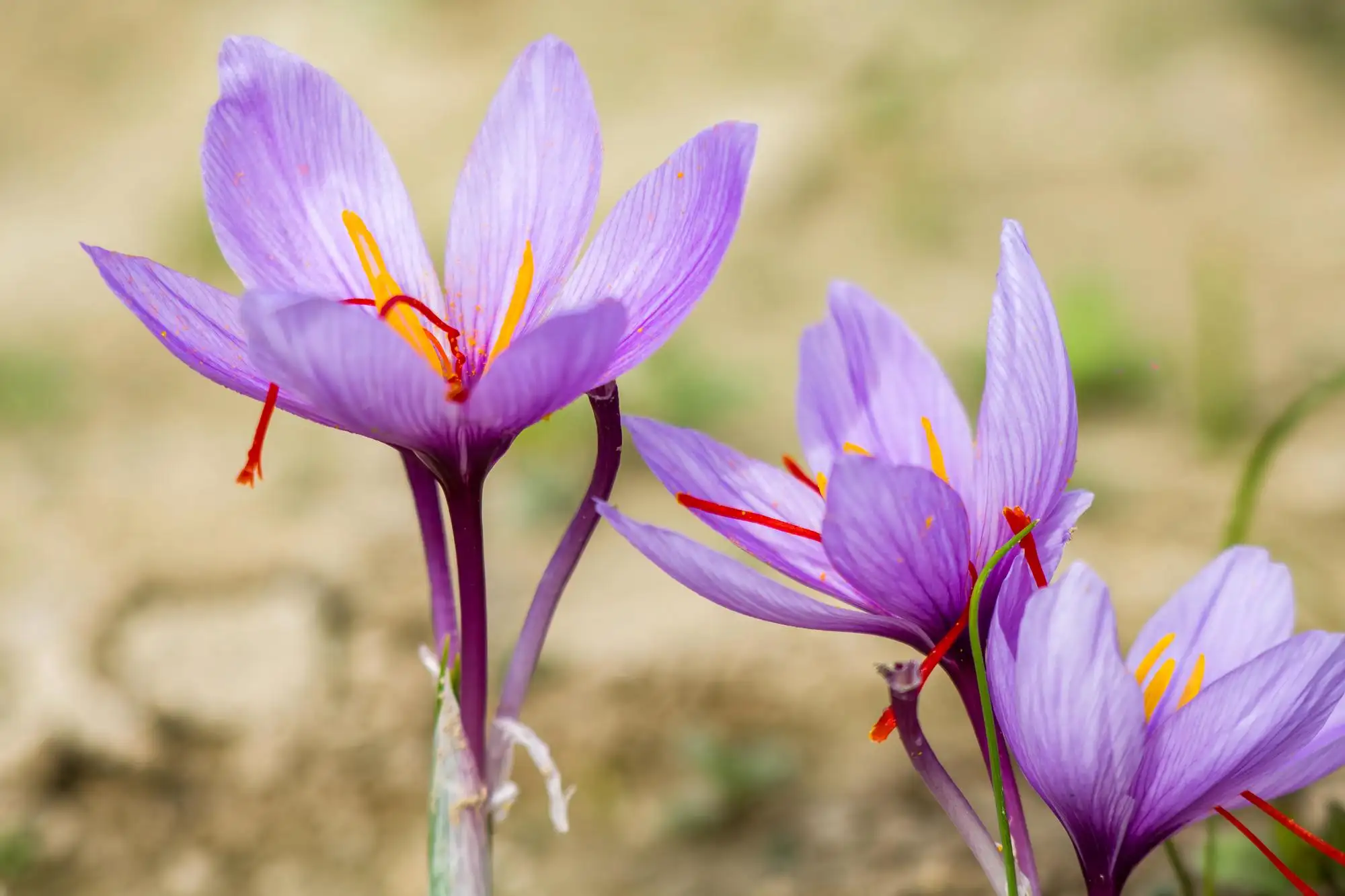 saffron benefits for heart